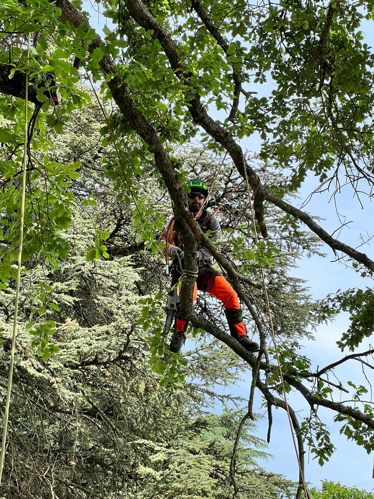 Elagueur Viss Mickael